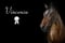 Horse ad