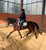 Annuncio cavallo