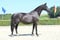 Horse ad