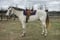 Horse ad