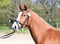 Anuncio de caballos