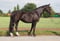 Horse ad