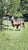 Annonce cheval