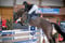 Horse ad