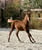 Horse ad