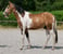 Annuncio cavallo