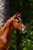 Annuncio cavallo