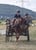 Annuncio cavallo