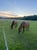 Horse ad