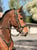 Horse ad