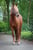 Horse ad