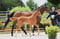 Annuncio cavallo