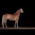 Annuncio cavallo
