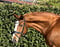 Anuncio de caballos
