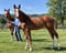 Annuncio cavallo