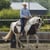 Annuncio cavallo