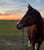 Horse ad