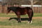 Horse ad