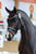 Annuncio cavallo