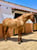 Horse ad