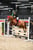 Horse ad