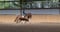 Horse ad