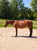Annuncio cavallo