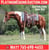 Annuncio cavallo