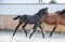 Annuncio cavallo
