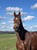 Horse ad