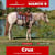 Horse ad