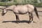 Annonce cheval