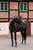 Horse ad