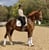 Annuncio cavallo