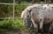 Annuncio cavallo