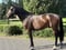 Horse ad