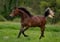 Annuncio cavallo