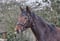 Horse ad