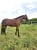 Annonce cheval