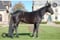 Horse ad