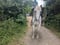 Horse ad