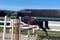 Horse ad