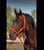 Annuncio cavallo