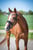 Anuncio de caballos
