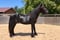 Annuncio cavallo