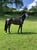 Annuncio cavallo