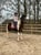 Annonce cheval