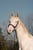 Horse ad
