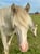 Horse ad