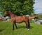 Horse ad